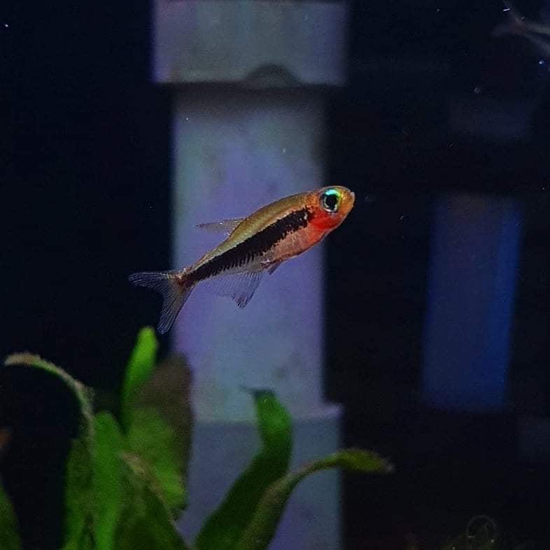 Tucano Tetra (Tucanoichthys Tucano)