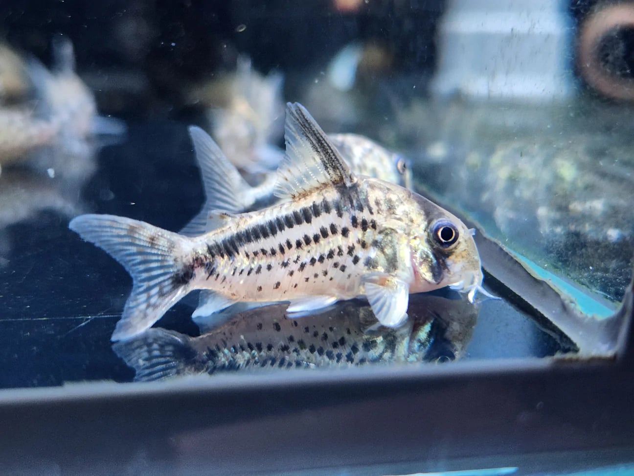 Corydoras Loxozonus