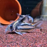 Corydoras sp. aff. Parallelus CW127