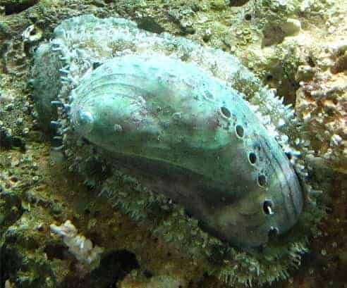 Saltwater tropical abalone
