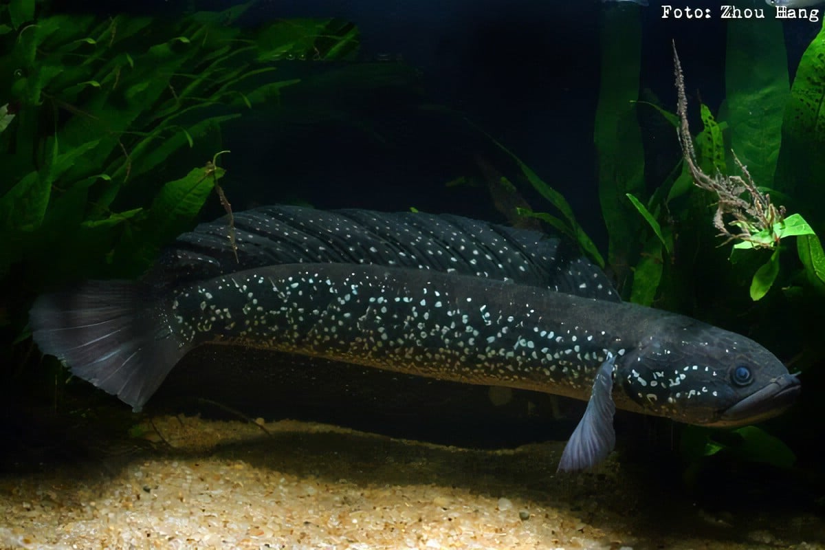 Baby Asiatica RS Full Spot Channa