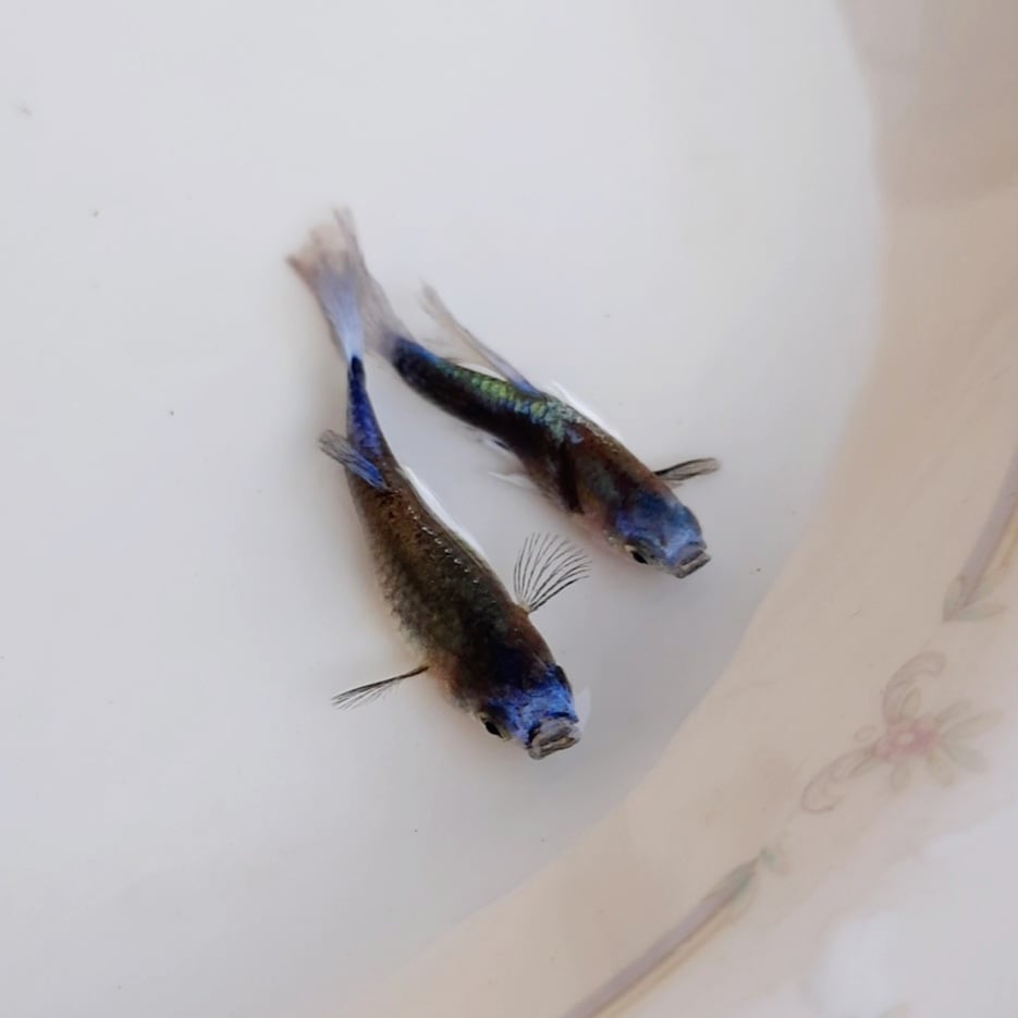 Guppy Tuxedo Blue Koi