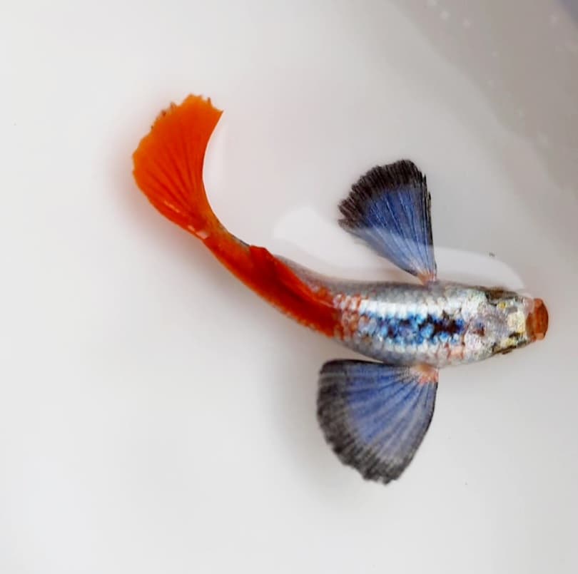 Guppy Platinun Red Tail Dumbo Ear (PRTDE)