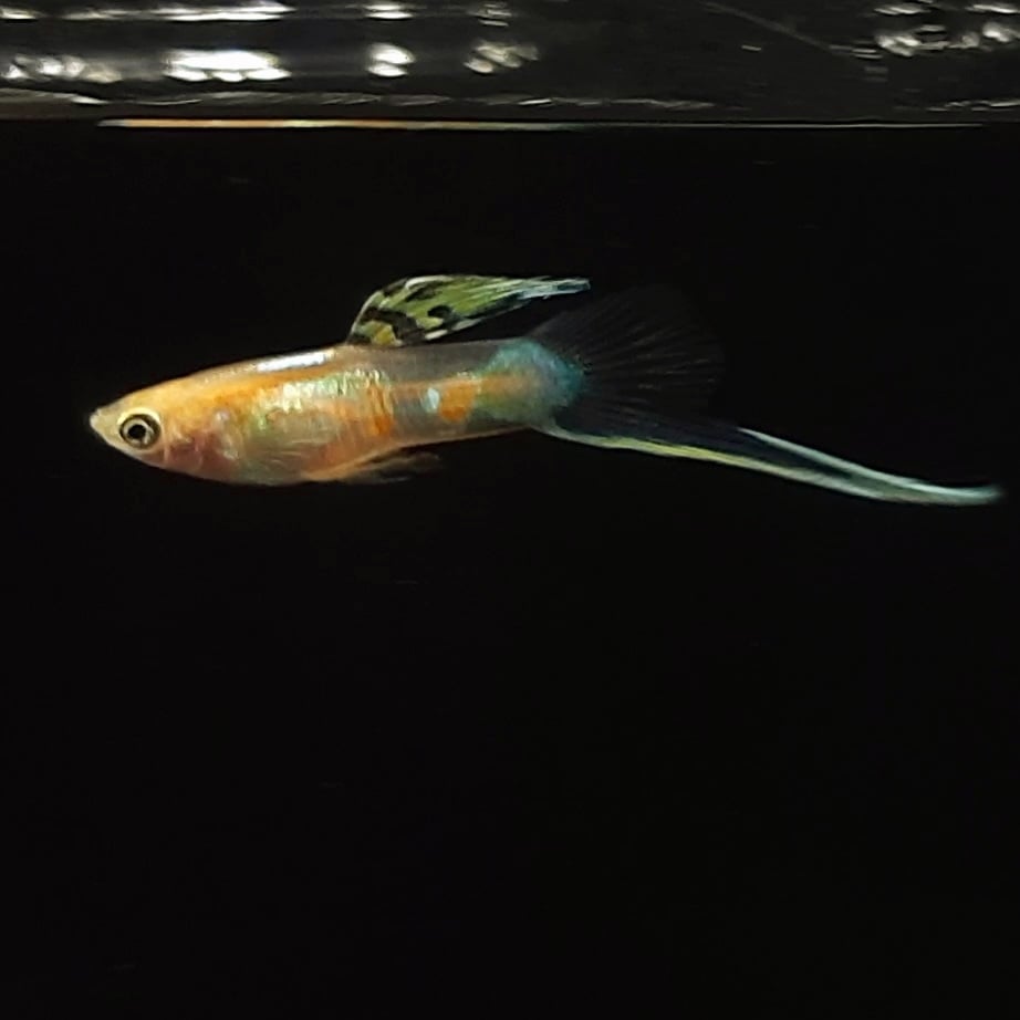 Guppy Vienna Bottom Sword