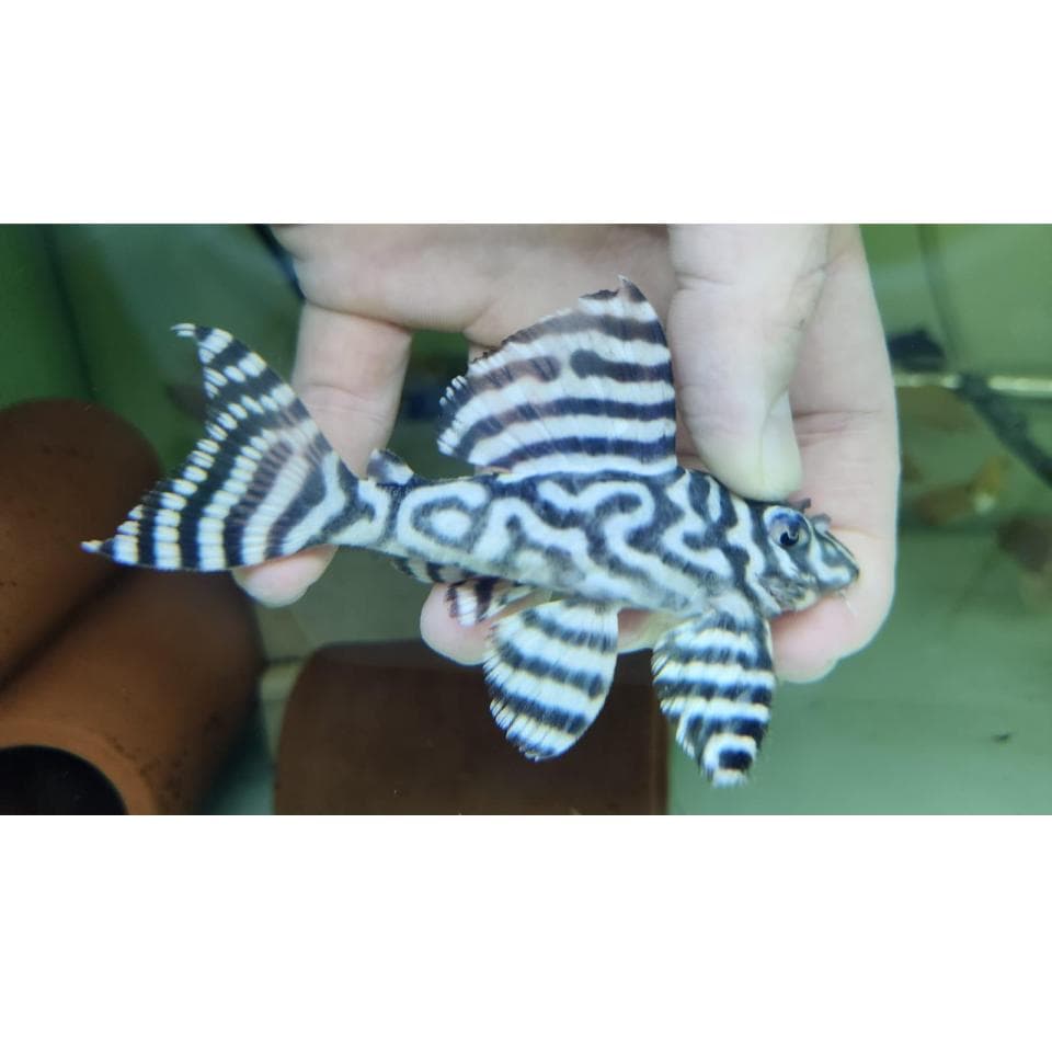 L333 Pleco 10cm