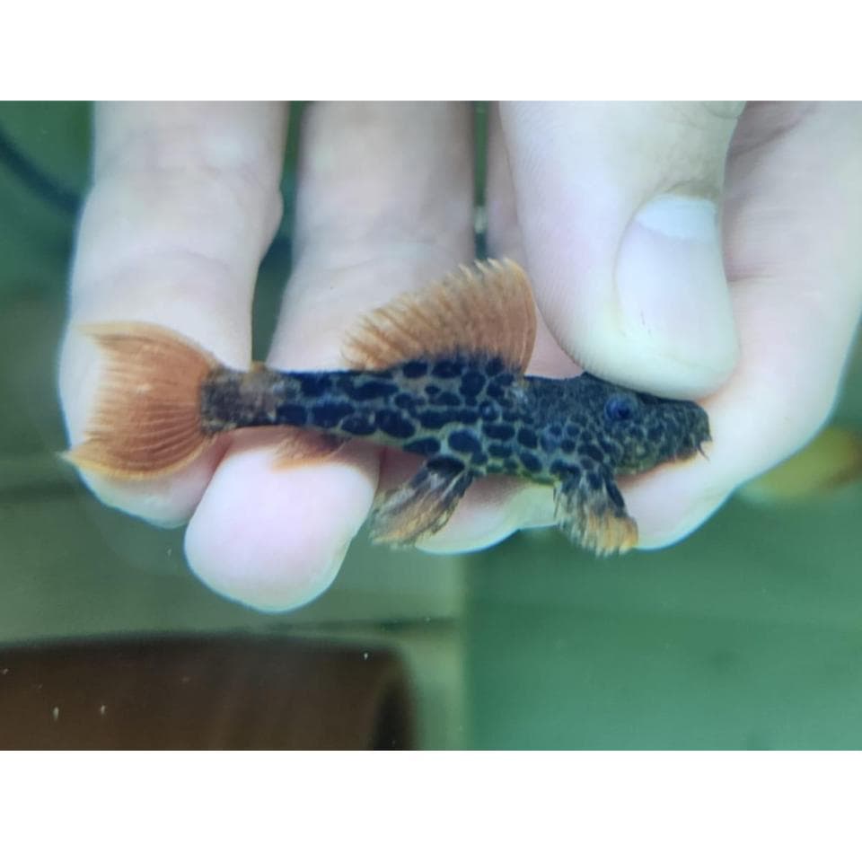 L600 Pleco 5 cm x2pc