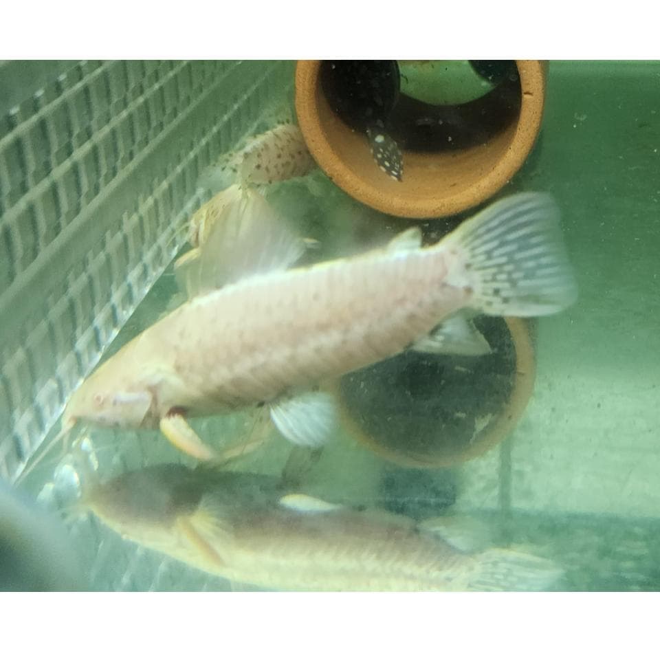 Albino Hoplo Catfish 7-8cm x5pc