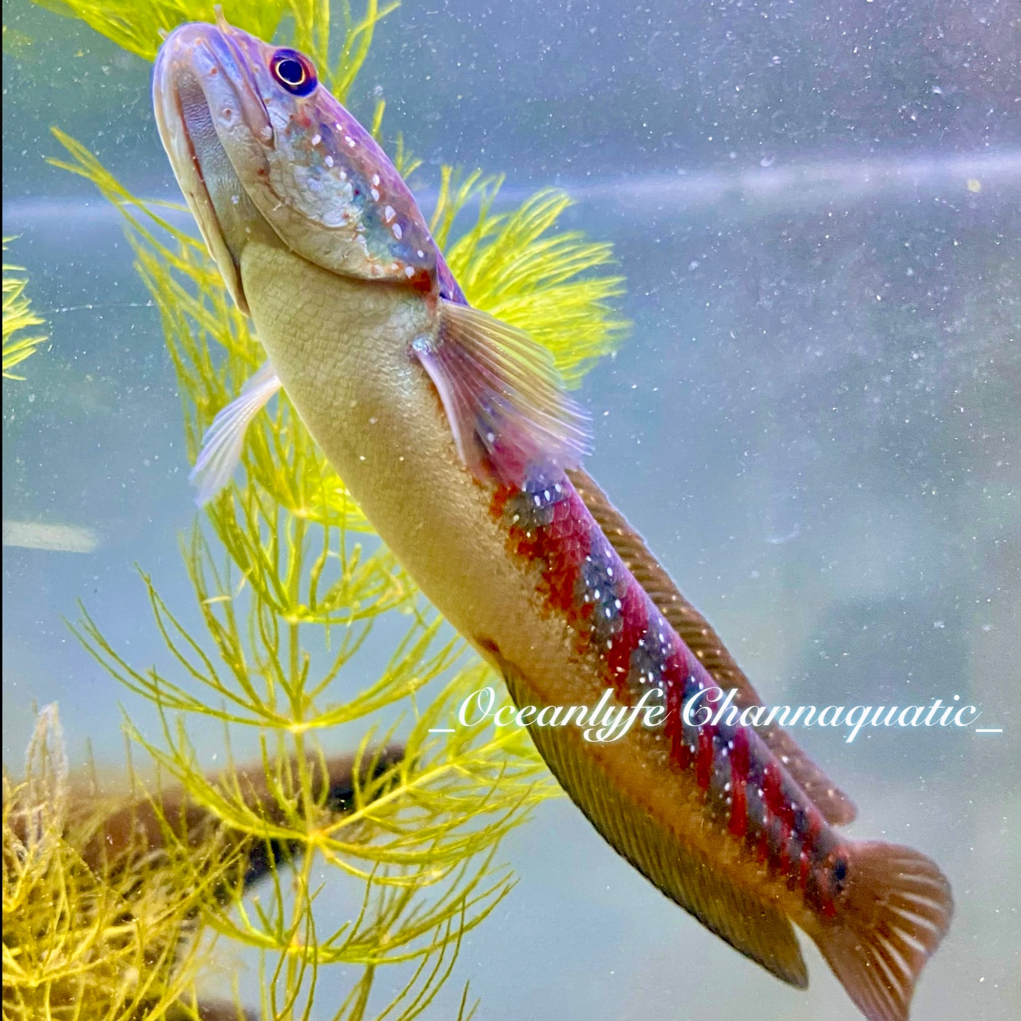 Channa Asiatica Red stripe