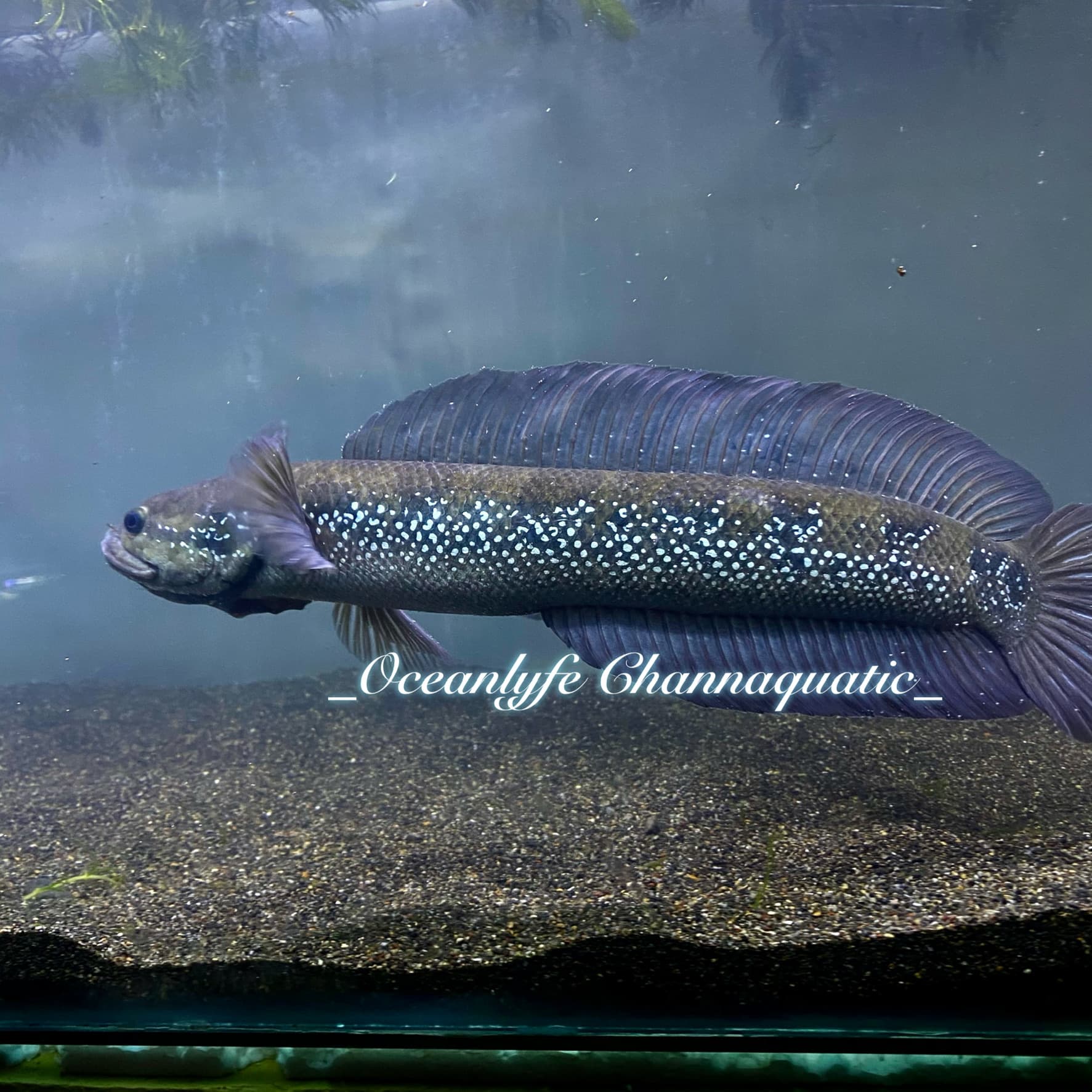 Channa Asiatica White Spotted