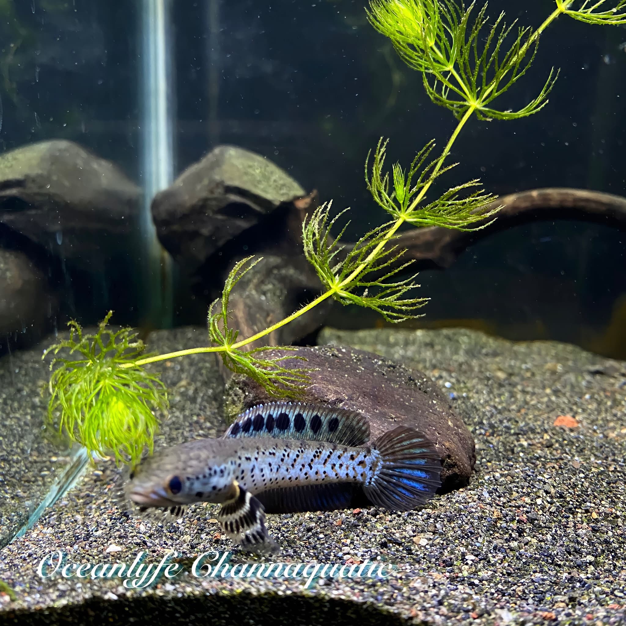 Channa Ornatipinnis Yellow Lips