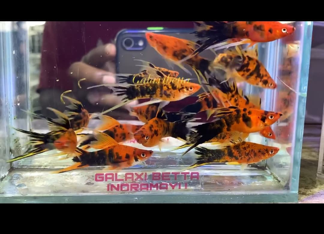 Platy Sanke Lyretail