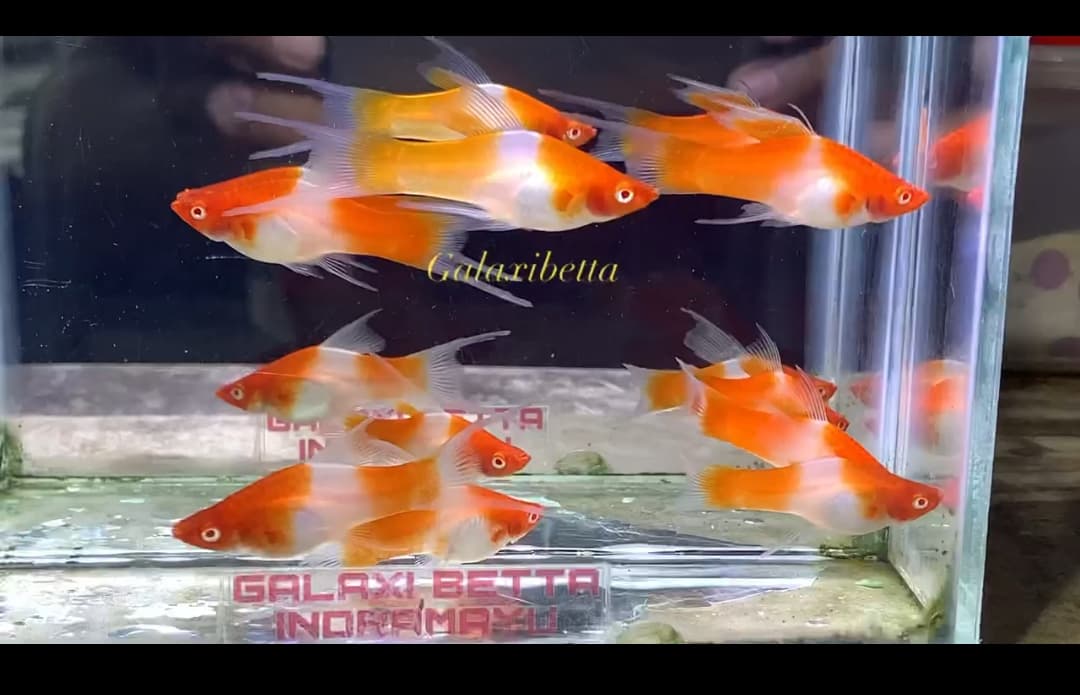 Platy kohaku hifin Lyretail