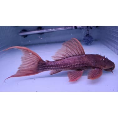 L24 tucurui super red 16-17cm