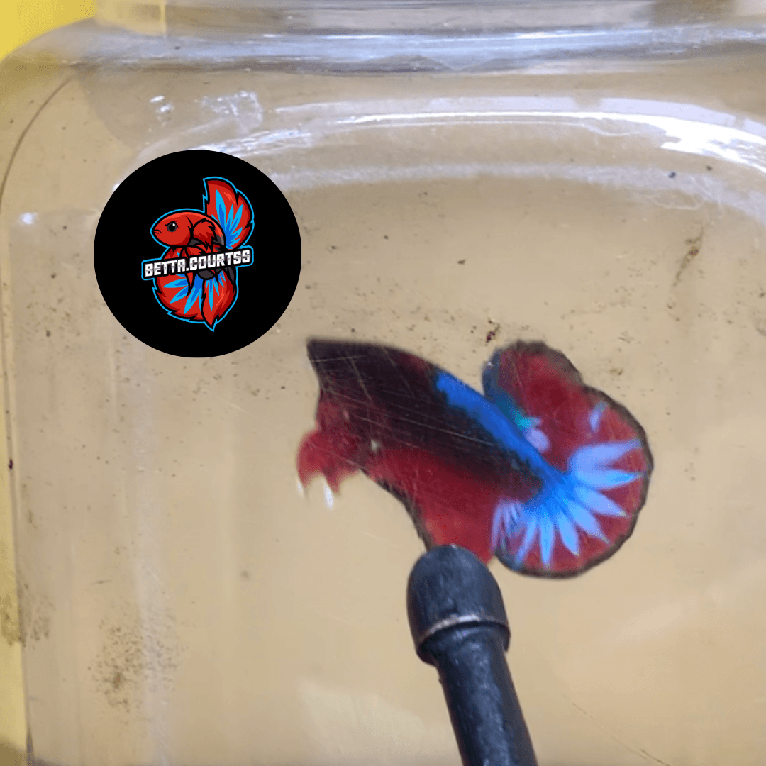 Hellboy Betta