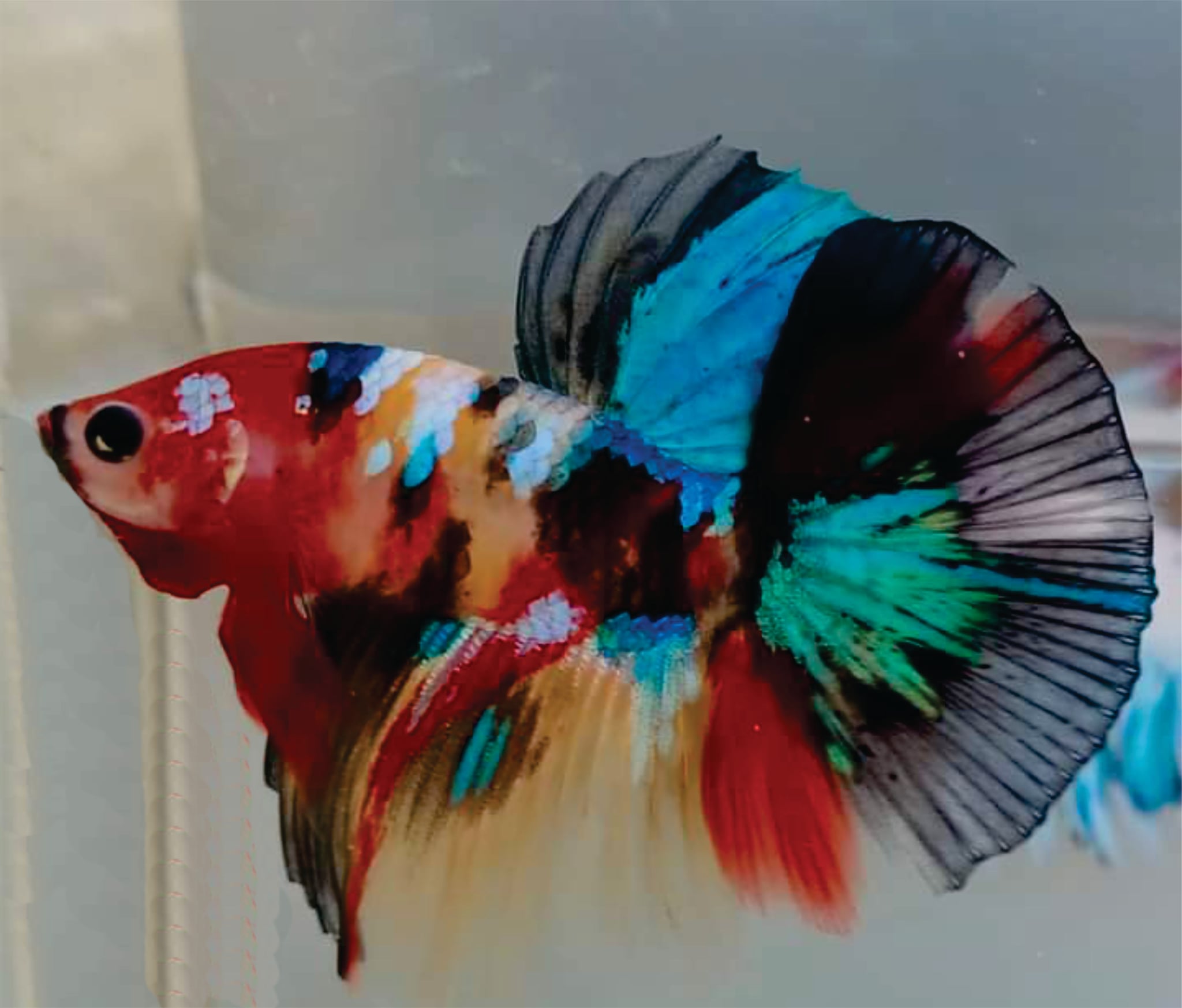 Haflmoon yellow base multicolor