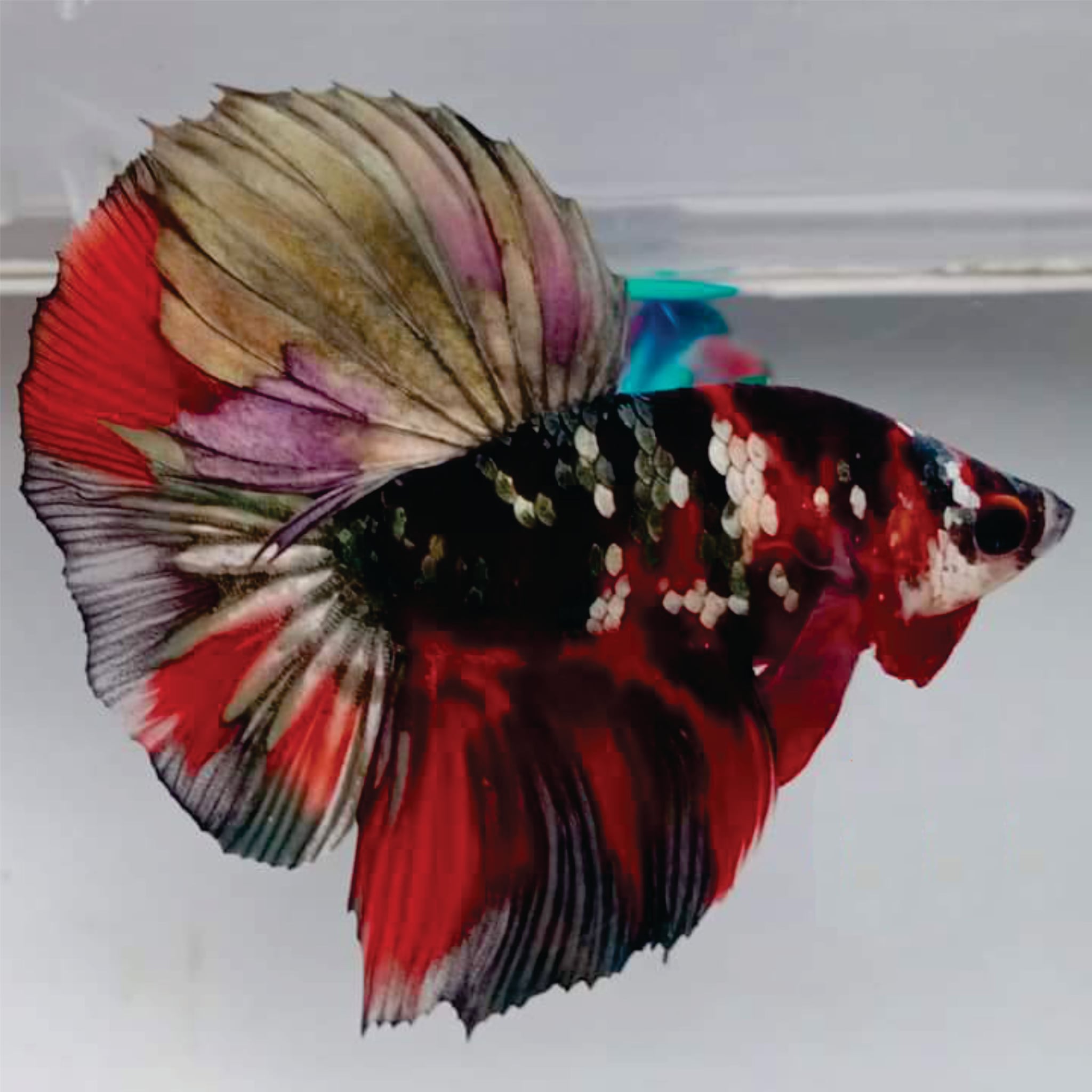 Haflmoon Red Koi copper