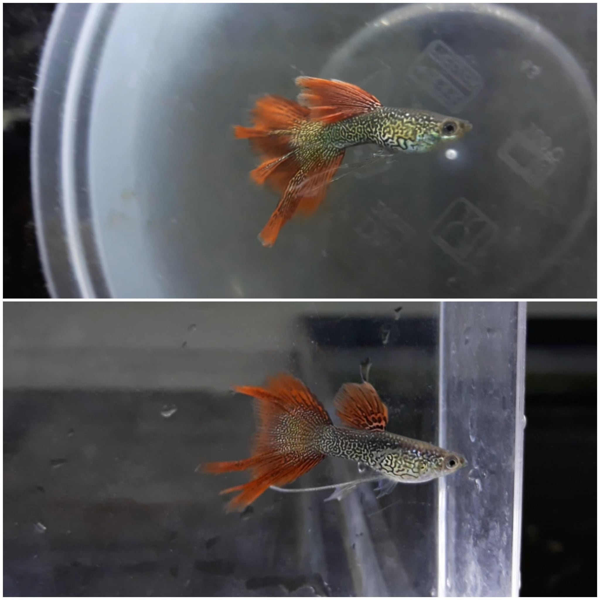 Red Lace Swallow Ribbon Super Smooth Strong Colour