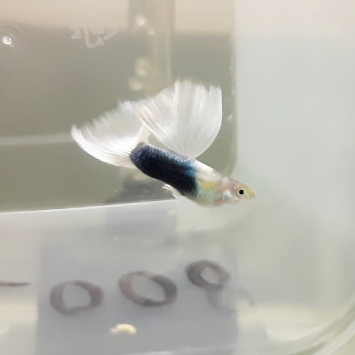 Guppy Half Black White Tail