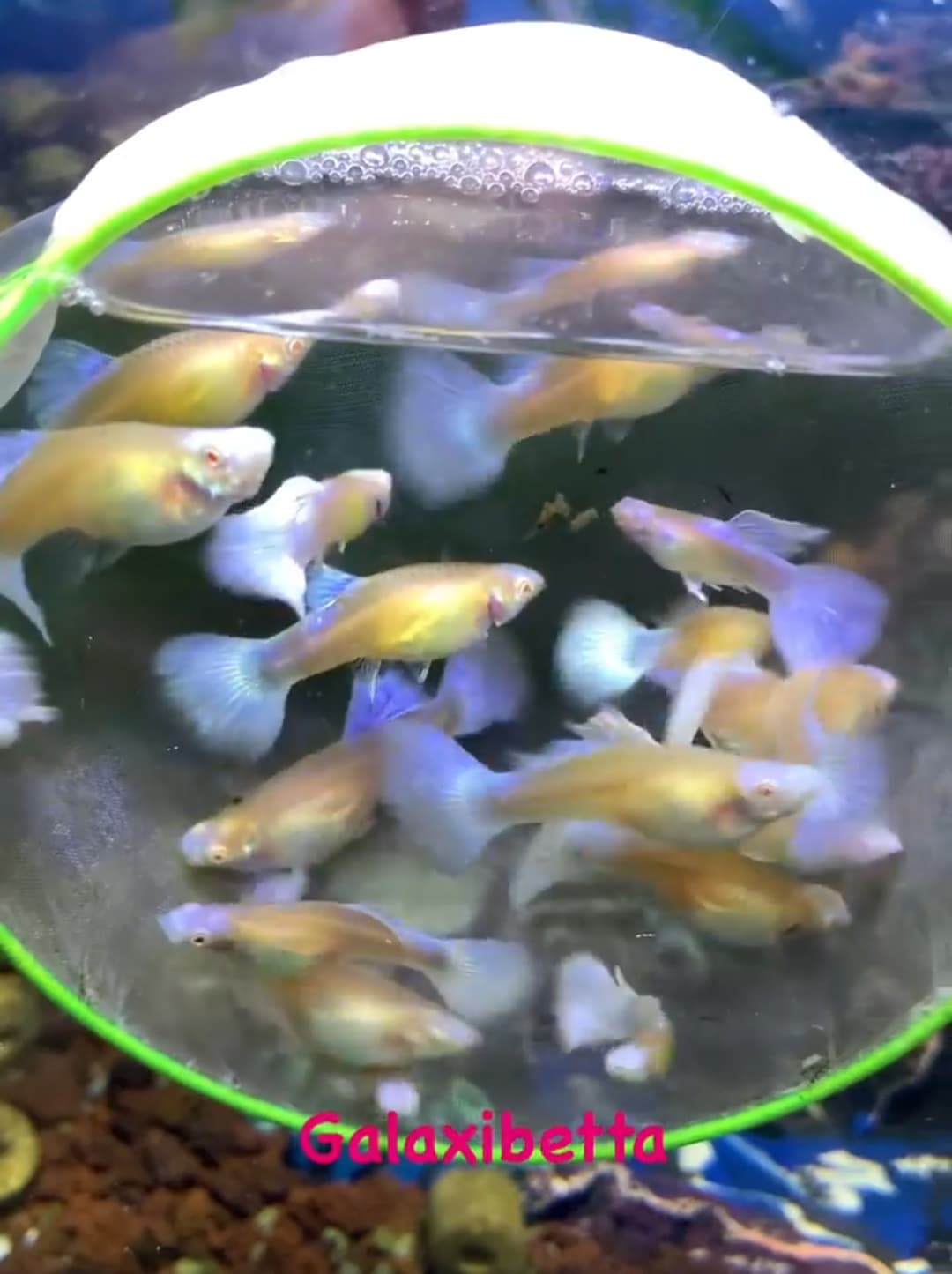 Albino blue koi