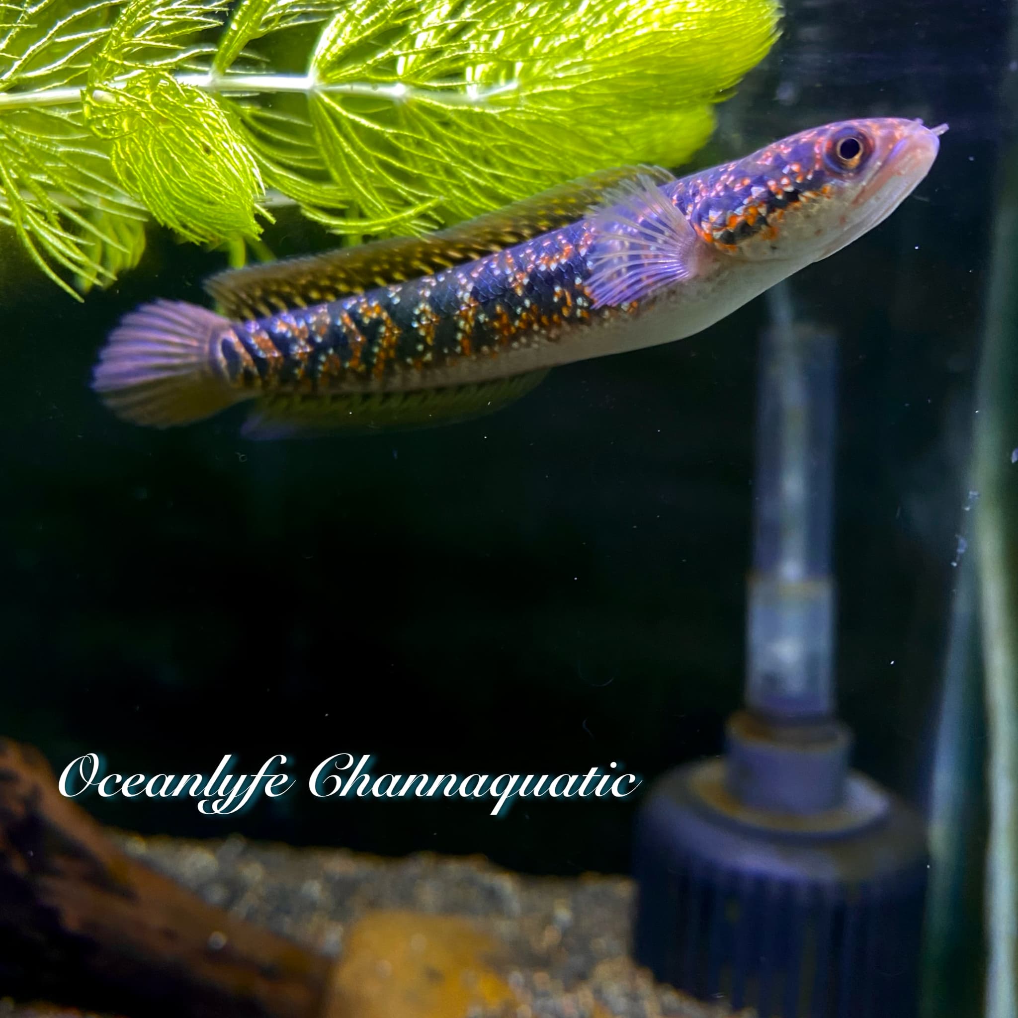 CHANNA ASIATICA RED SPOTTED SUPERFORM / KALIMAYA