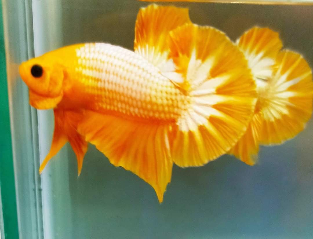 Betta Yellow Fancy Copper