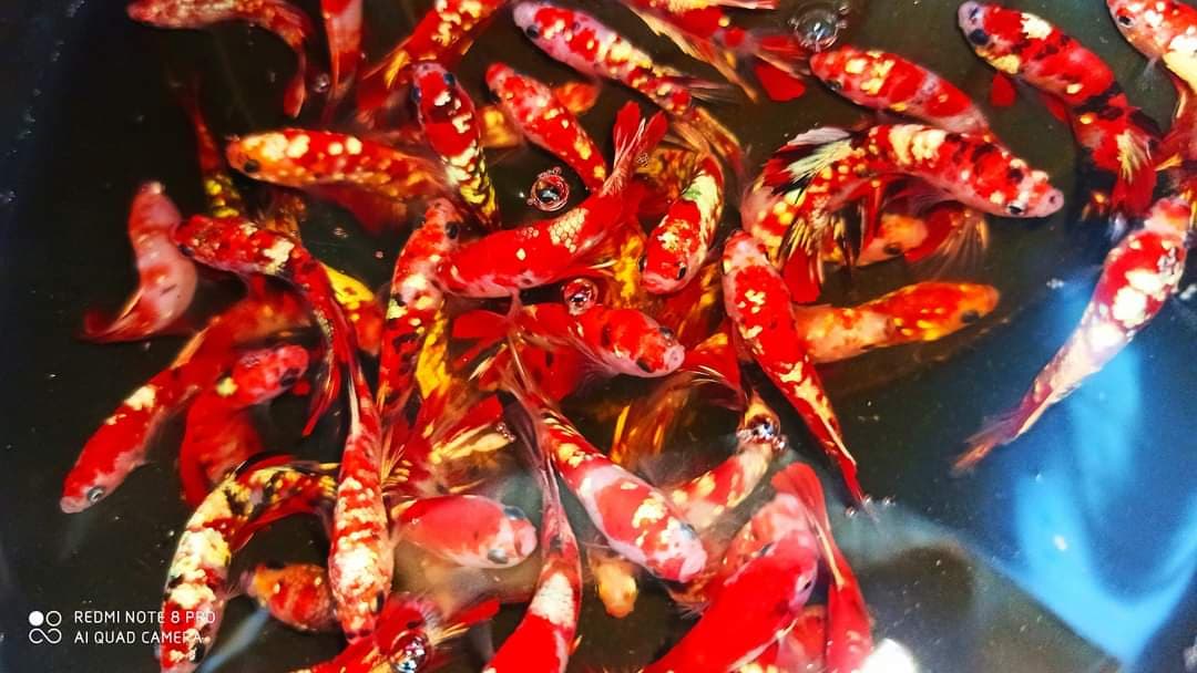 Betta Red Koi Copper