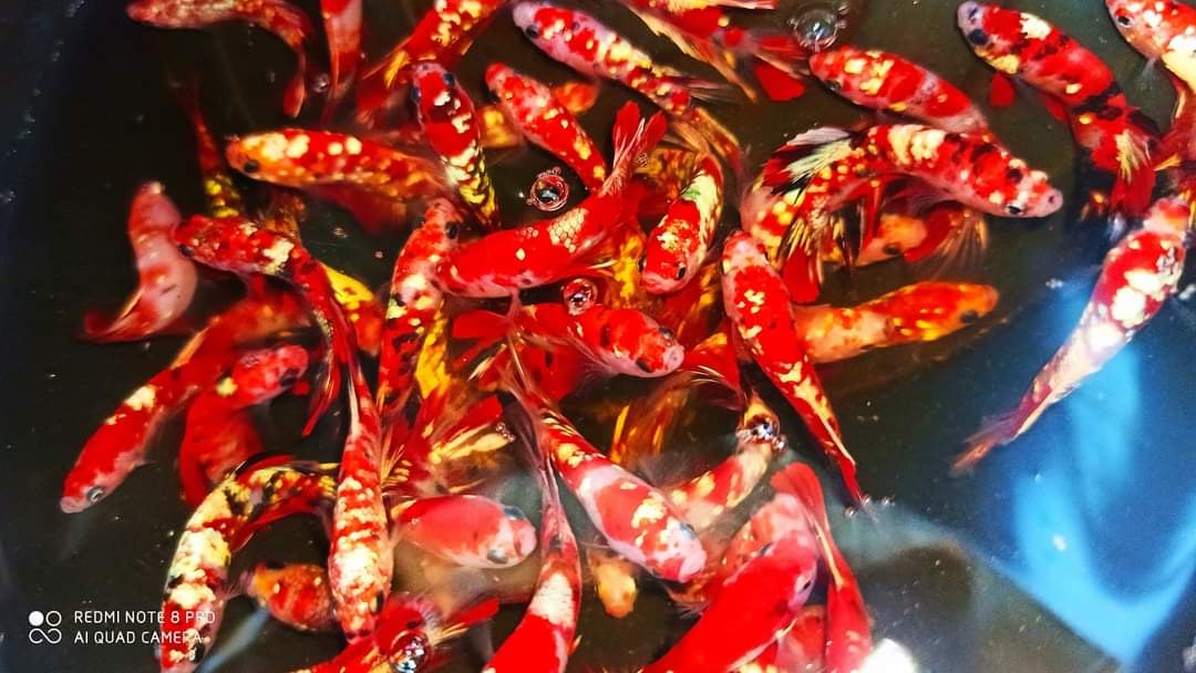 Betta Red Koi Copper