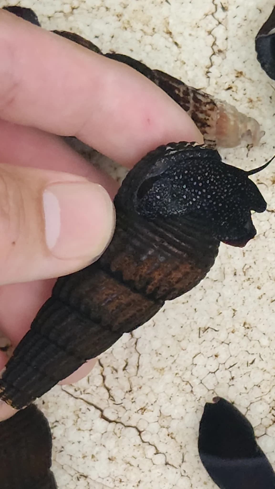White spotted rabbit snail 6cm
