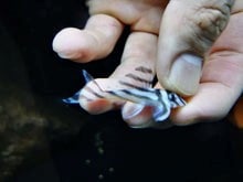 L46 zebra pleco 4-4.5cm