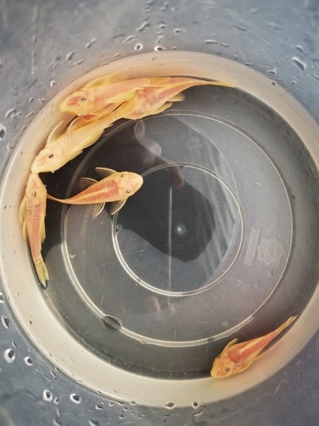 Pleco L144 blue eye 4-5cm