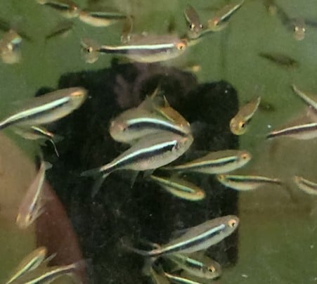 Black neon tetra 2.5cm