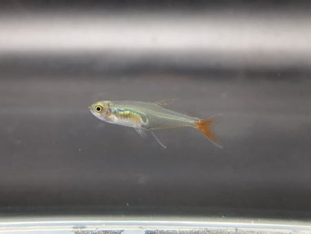 Glass bloodfin tetra 2.5cm