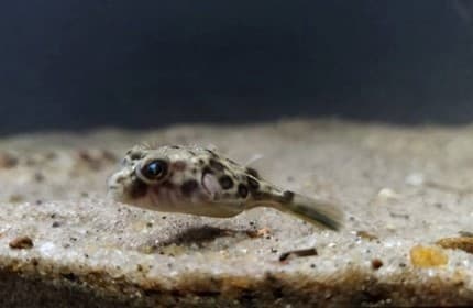 Fahaka puffer 4-5cm