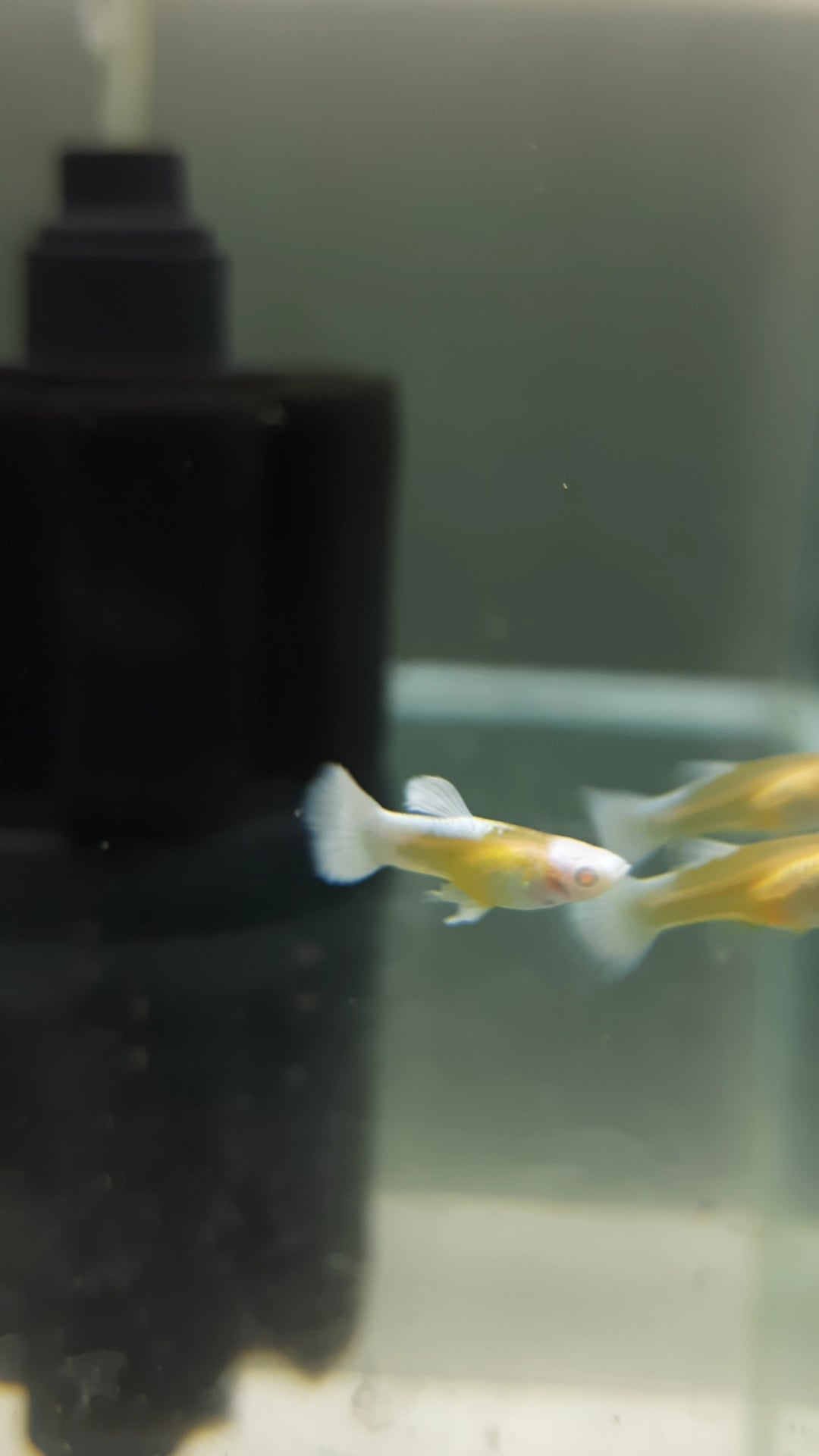 Guppy Albino Blue Koi