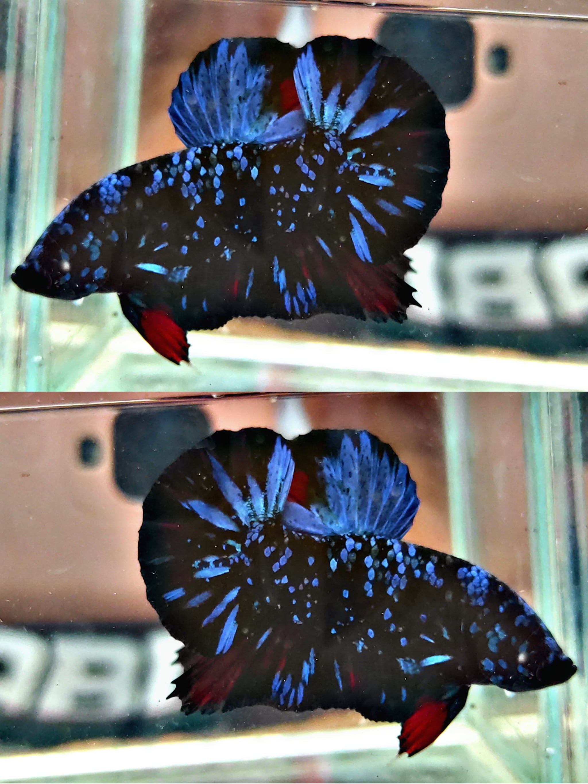 Black Star Galaxy Blue