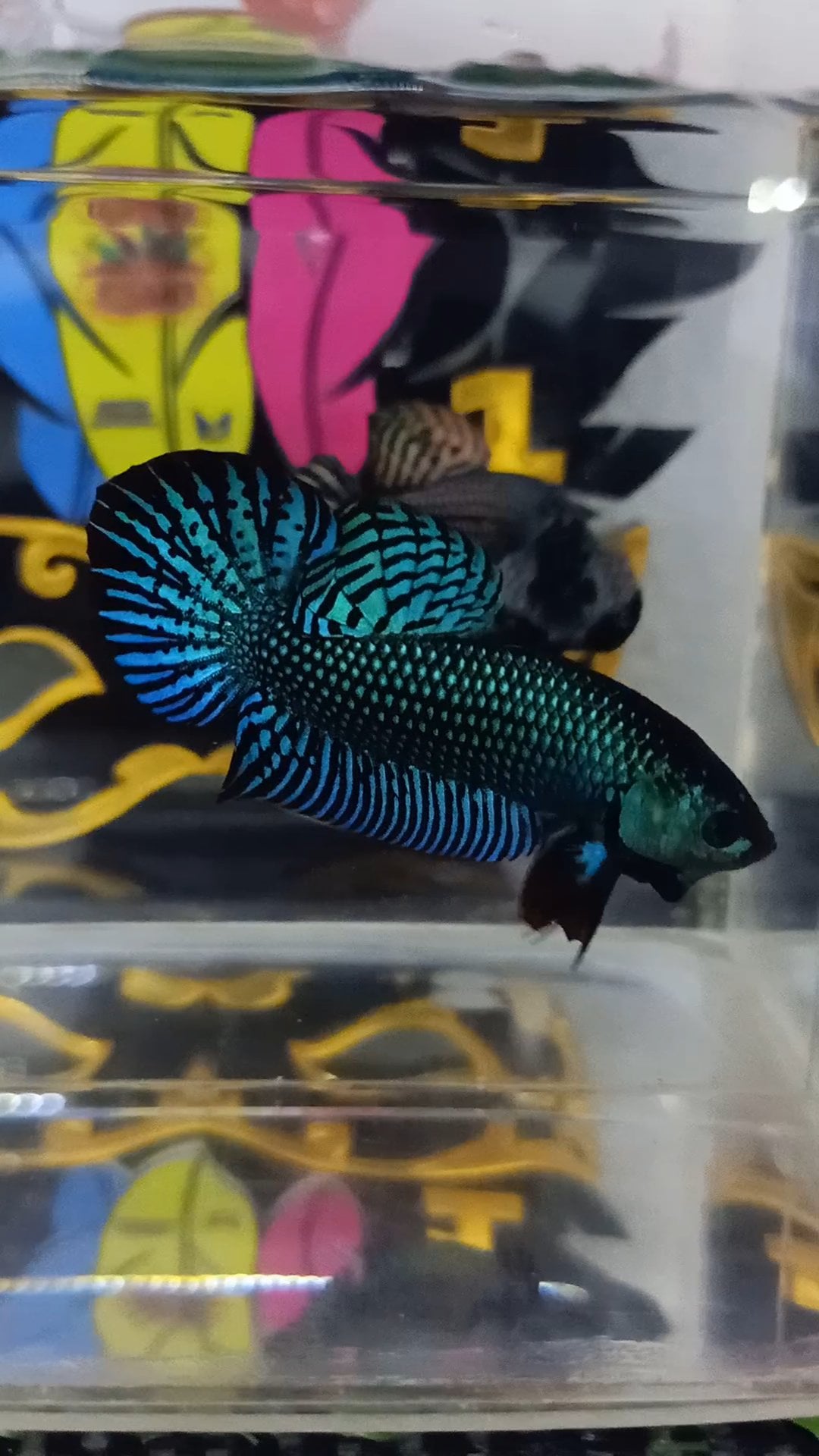 Alien green betta fish