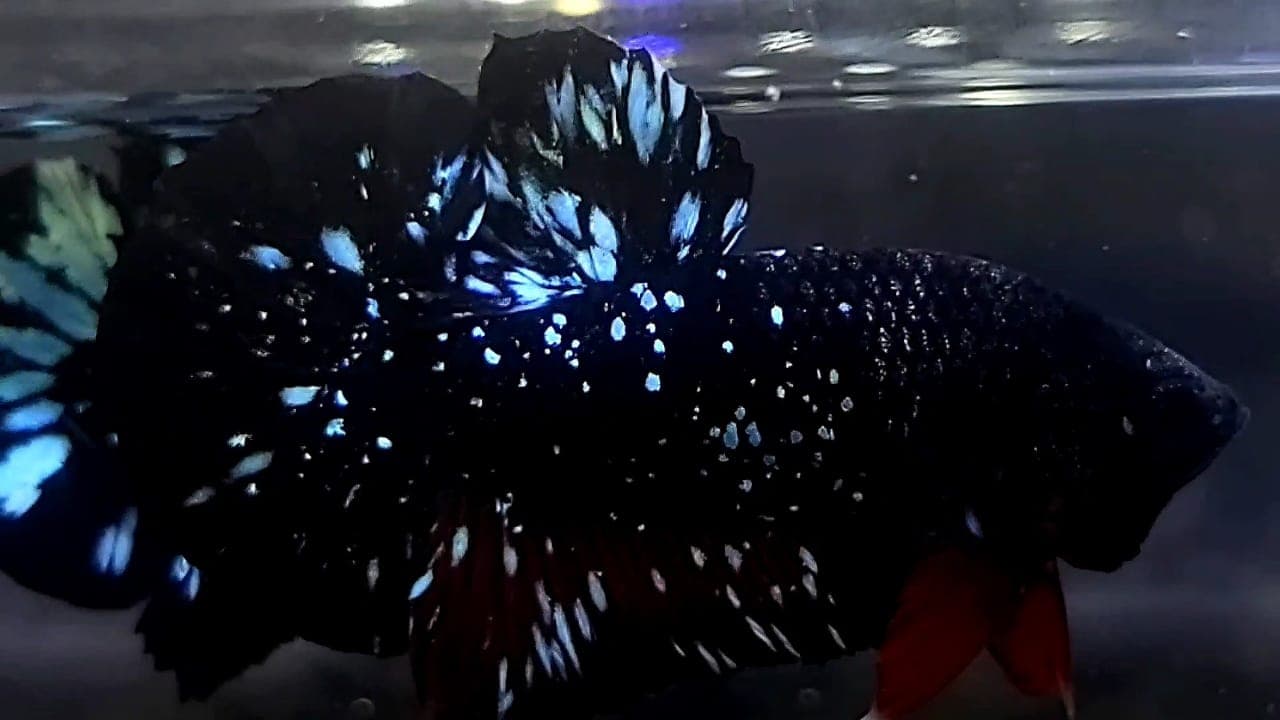 Steel Blue Black Galaxy