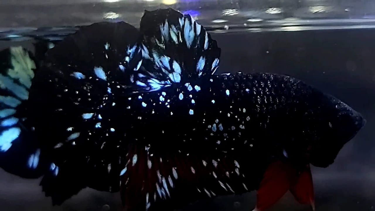 Steel Blue Black Galaxy