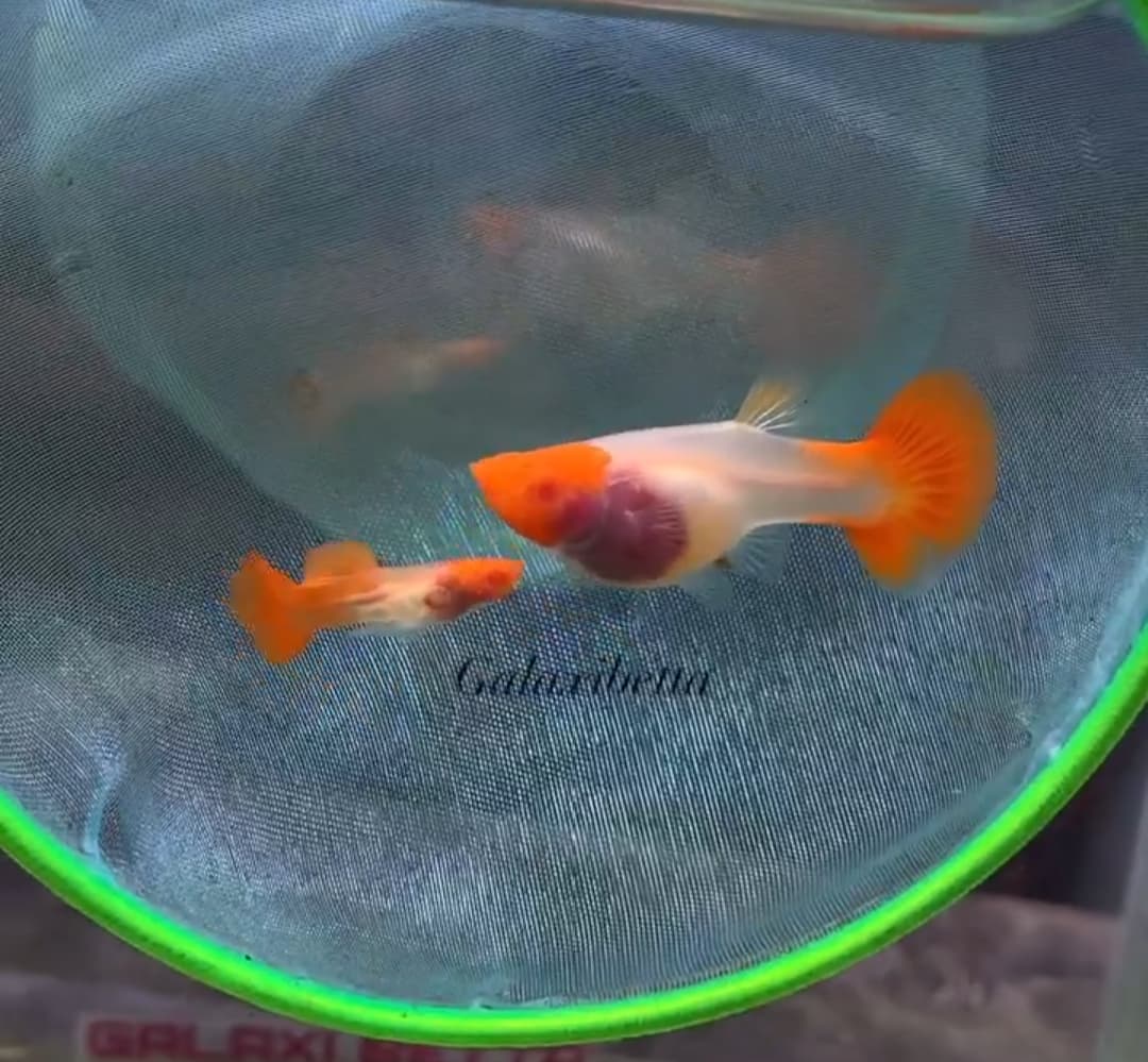 Albino Ss Glassbelly koi