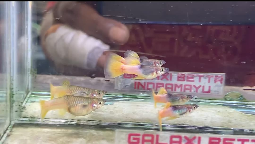 Yellow Pingku Big Ear