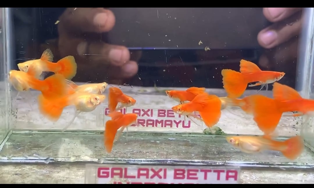 Albino Full Red ribbon