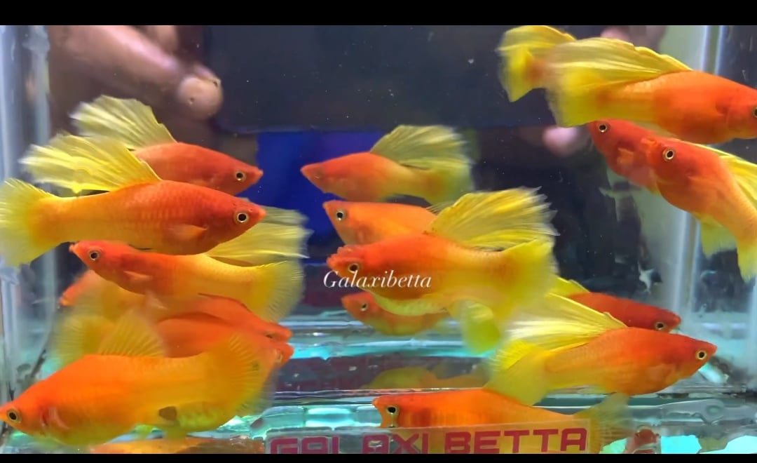 Variatus sunrise hiffin