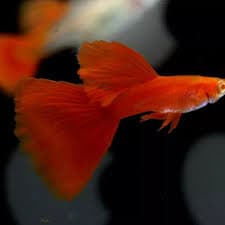 Guppy albino full red