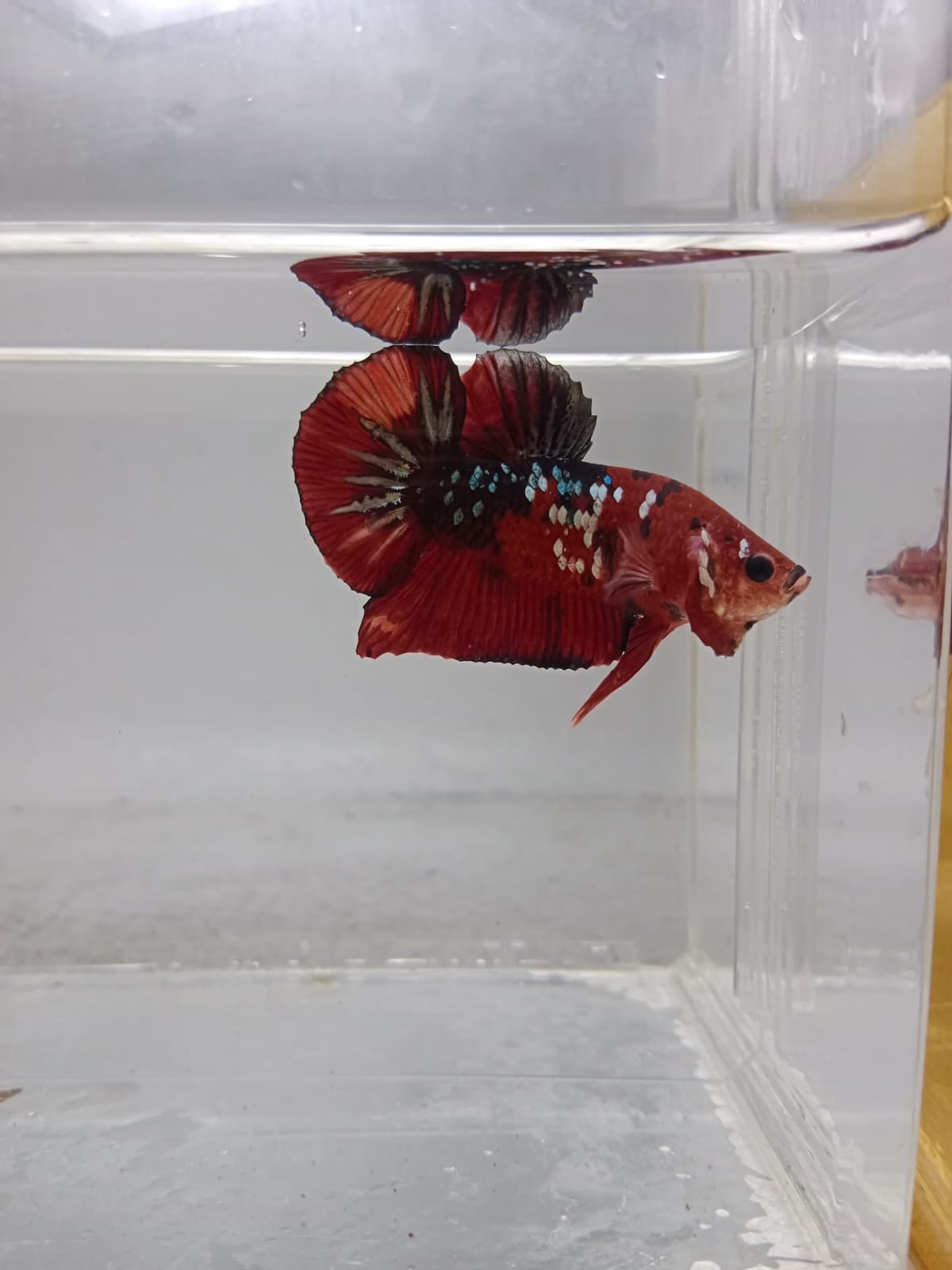 PK Red Koi Copper