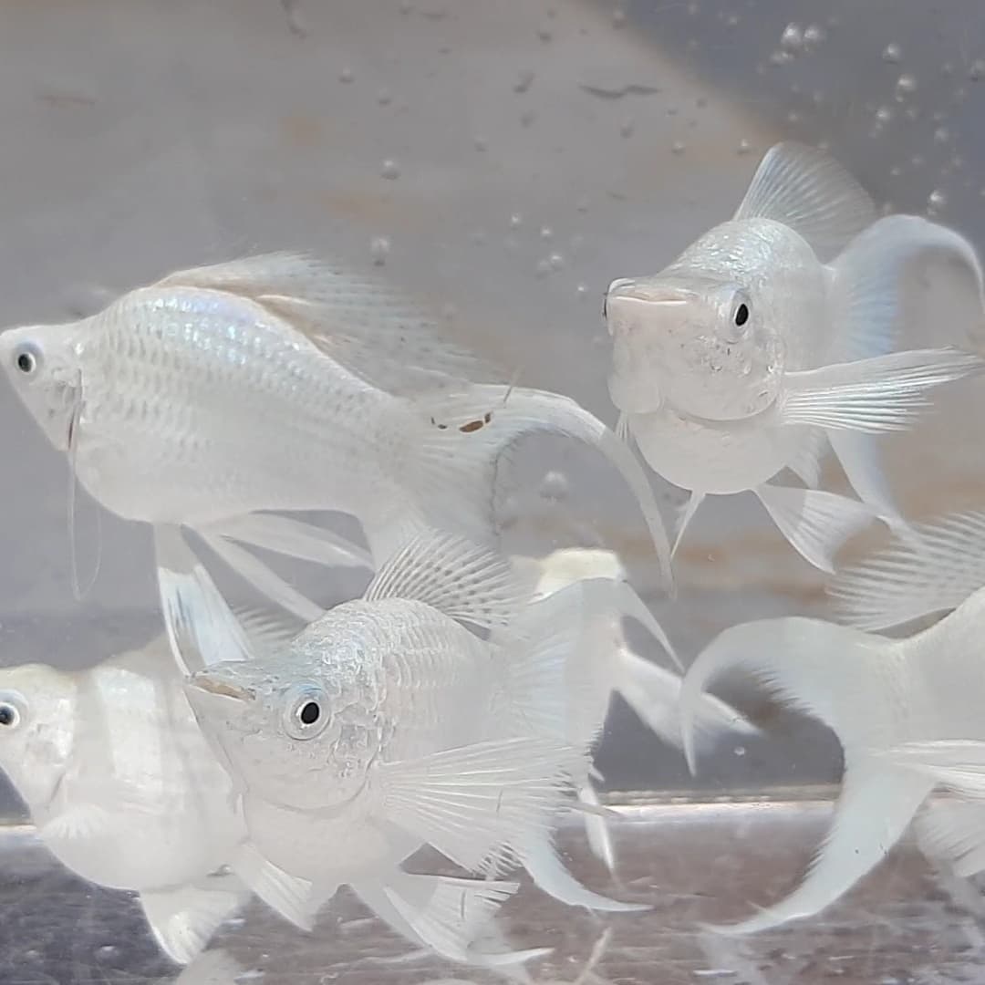 Molly Ballon Platinum