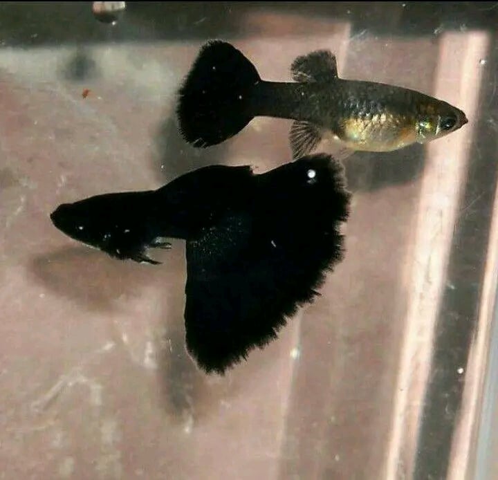 Guppy blak moscow