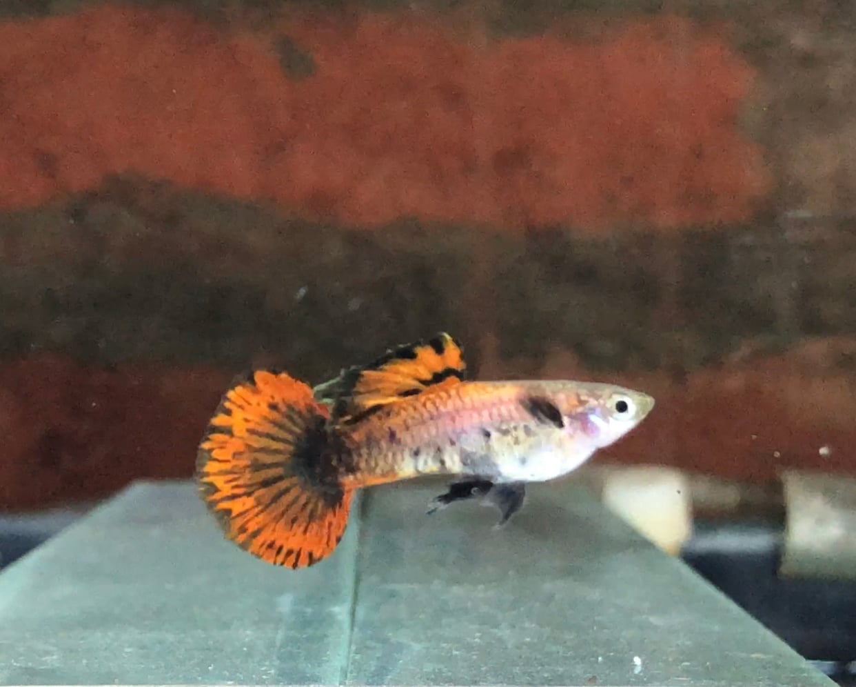 Magenta Round Tail rare strain