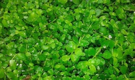 Monte Carlo (Loose Per Packet)