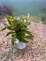 Limnophila Aromatica