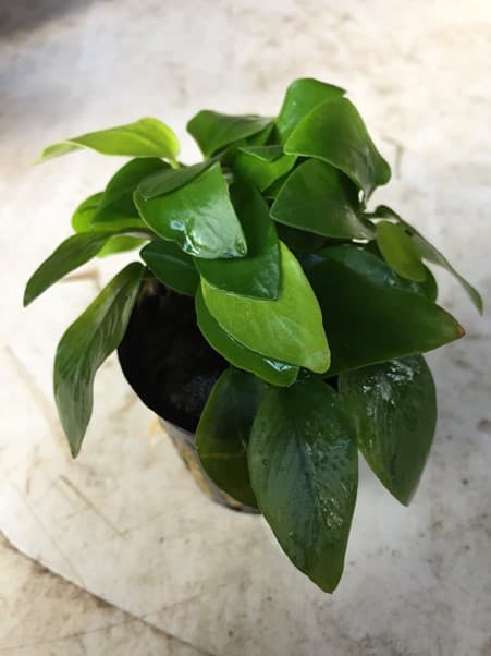 Anubias Nana